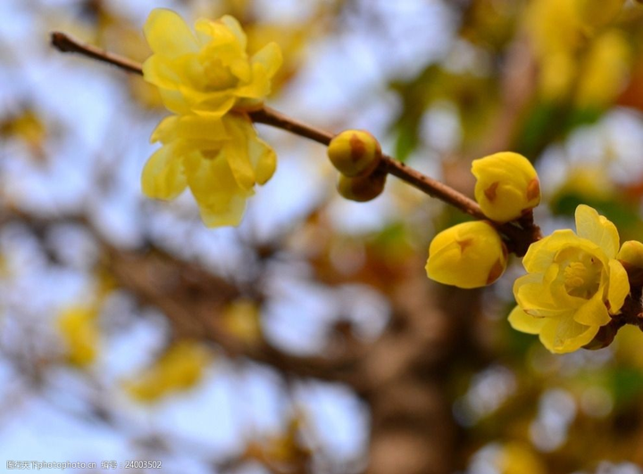 歲末時(shí)節(jié)百花盡，獨(dú)見蠟梅寒中香---感悟冬季蓉城“梅香”